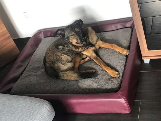 Ein gutes Hundebett?-Beitrag-Bild