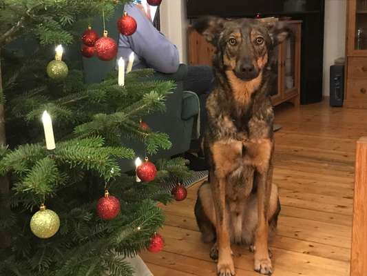 Podencomischling oder Podenco-Beitrag-Bild