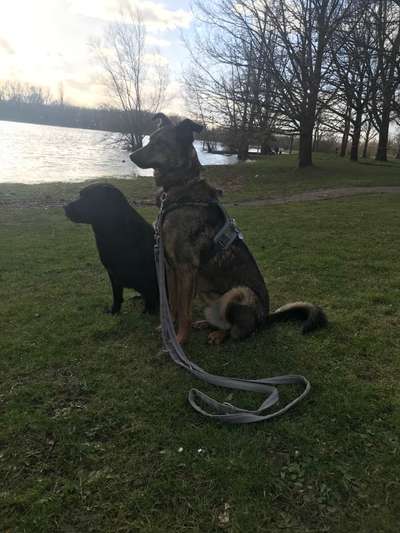 Alles rund um den Schäferhund, diskutieren erwünscht.-Beitrag-Bild