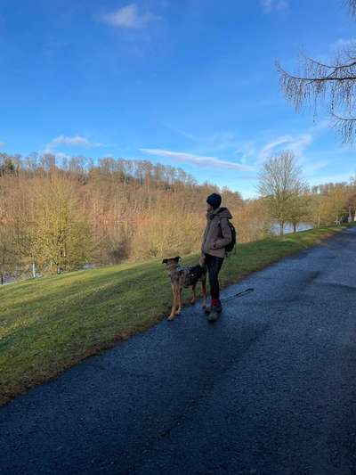 Podencomischling oder Podenco-Beitrag-Bild