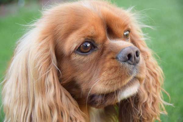 Cavalier King Charles Spaniel?-Beitrag-Bild
