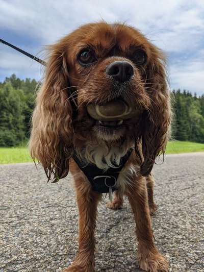 Cavaliere im Raum Böblingen/Stuttgart-Beitrag-Bild