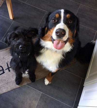 Bester Freund, Hundekumpel - zeigt her!-Beitrag-Bild