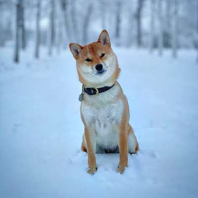 Hundetreffen-Wir suchen Shibas!-Bild