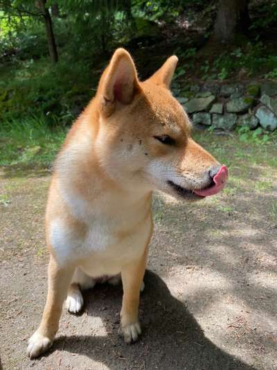 Tongue Out Tuesday-Beitrag-Bild