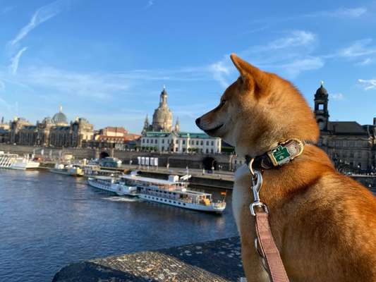 Dogorama Photo Challenge - Brücken-Beitrag-Bild