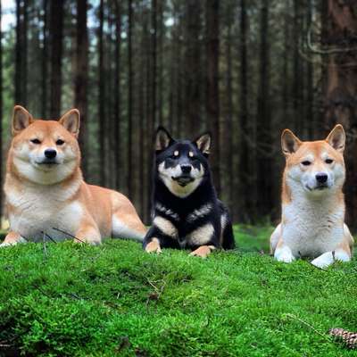 Hundetreffen-Wir suchen Shibas!-Bild