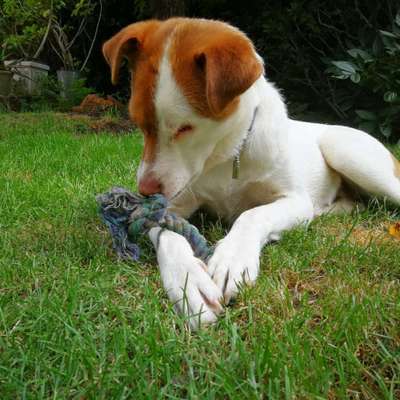 Hundetreffen-Spaziergang