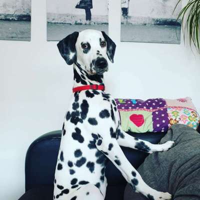 Zeichnungen eurer Hunde-Beitrag-Bild