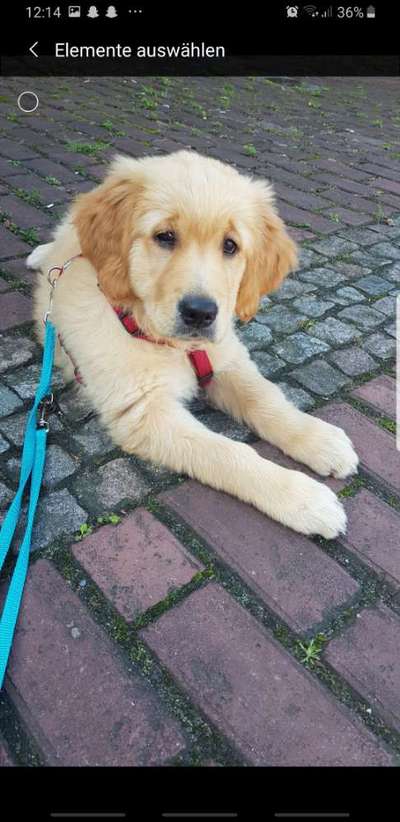 Welpen Bilder !-Beitrag-Bild