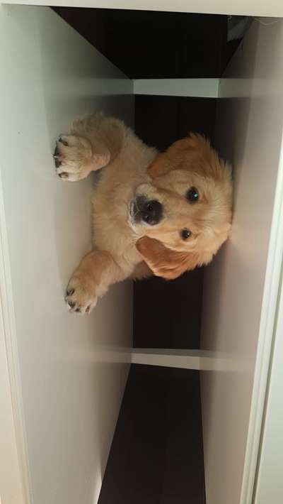 Welpen Bilder !-Beitrag-Bild