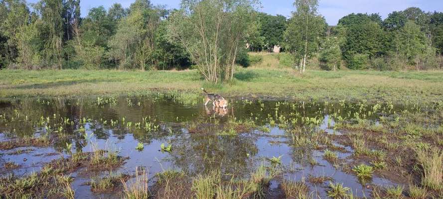 Hundeauslaufgebiet-Nasses Dreieck-Bild