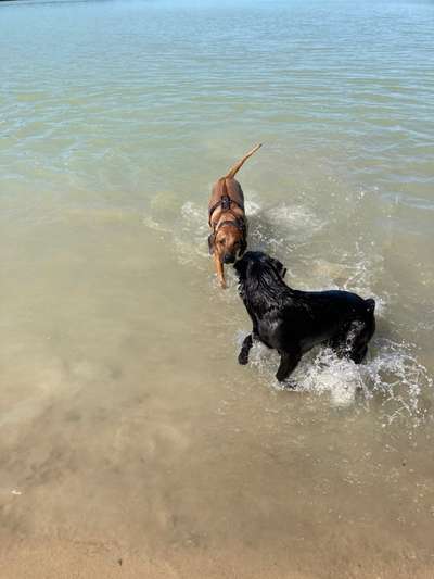 Hundeauslaufgebiet-Silbersee 3 Hausdülmen-Bild