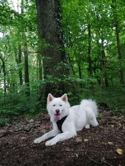 Nordische Hunde-Beitrag-Bild