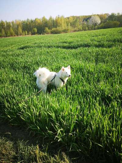 Nordische Hunde-Beitrag-Bild