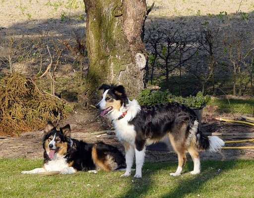 Gibt's hier noch mehr Border Collies???-Beitrag-Bild