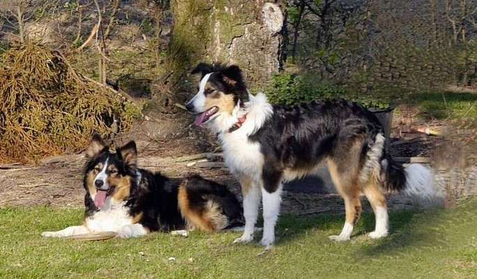 BIG LOVE :) mit 2 Hunden❣️-Beitrag-Bild