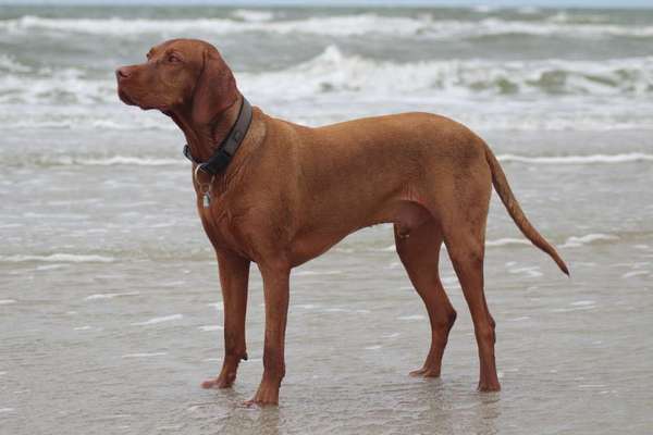 Magyar Vizsla UK-Beitrag-Bild