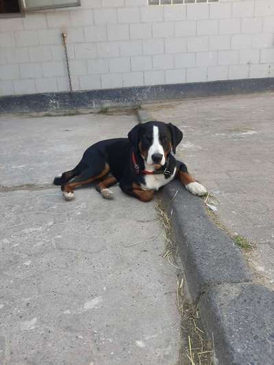 Appenzeller Sennenhunde-Beitrag-Bild