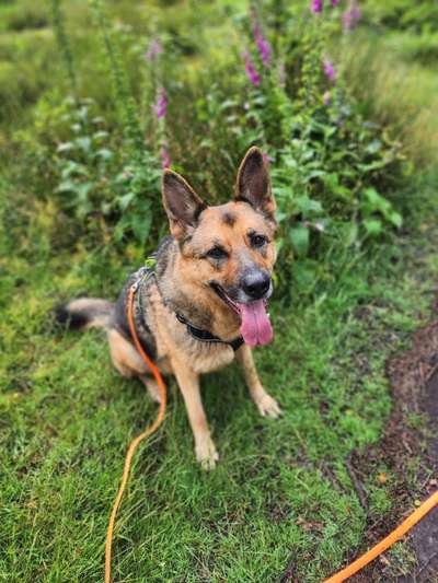 Unsere Fellnasen-Vielfalt im Überblick!-Beitrag-Bild