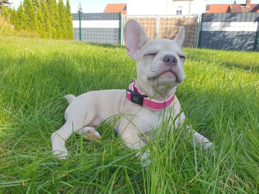 Welpen Bilder !-Beitrag-Bild