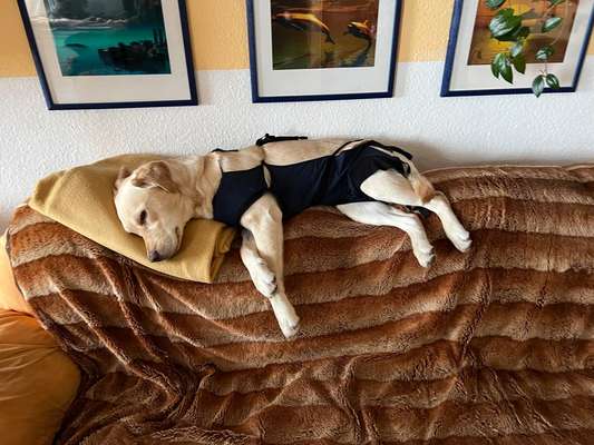 Kosten einer Kastration (Hündin)-Beitrag-Bild