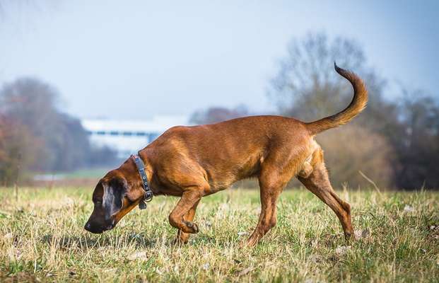 Hundetreffen-Fährten-Training gesucht-Bild