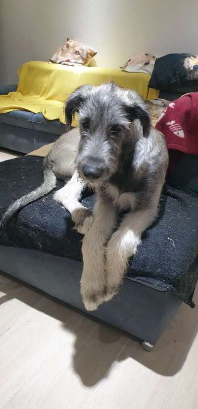 Irischer Wolfshund-Beitrag-Bild