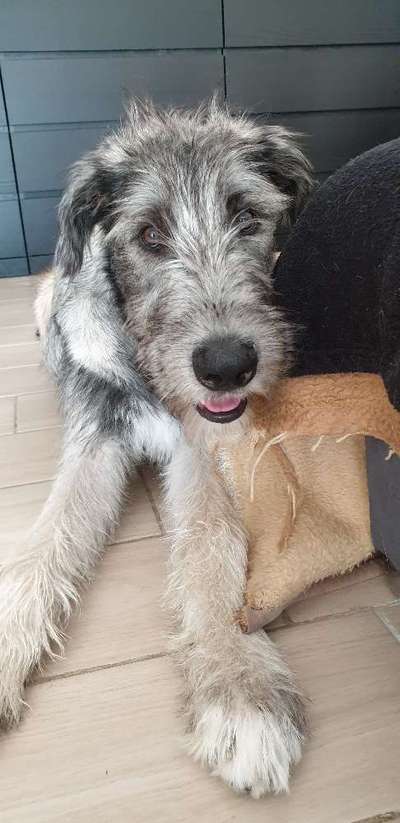 Wie heißt dein Hund?-Beitrag-Bild