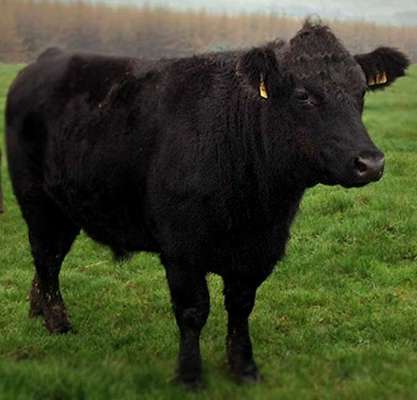 Wie heißt dein Hund?-Beitrag-Bild