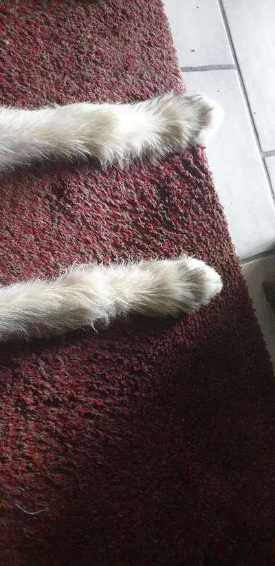 Irischer Wolfshund-Beitrag-Bild