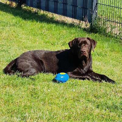 Hundetreffen-Spielgefährten gesucht in Uentrop-Bild