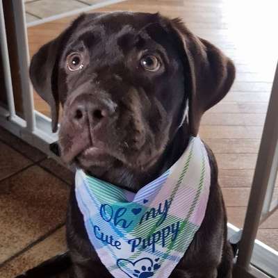 Hundetreffen-Spielgefährten gesucht in Uentrop-Bild