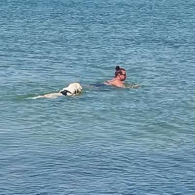 Wo sind die Golden Retriever Liebhaber?-Beitrag-Bild