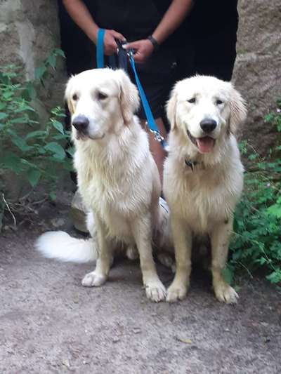 Wo sind die Golden Retriever Liebhaber?-Beitrag-Bild