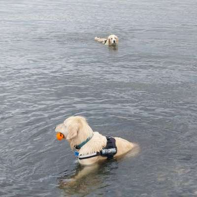 Wo sind die Golden Retriever Liebhaber?-Beitrag-Bild