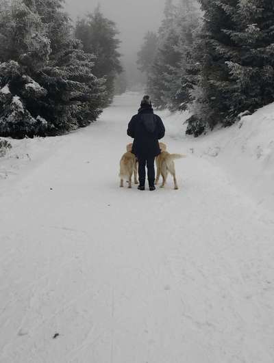 Wo sind die Golden Retriever Liebhaber?-Beitrag-Bild