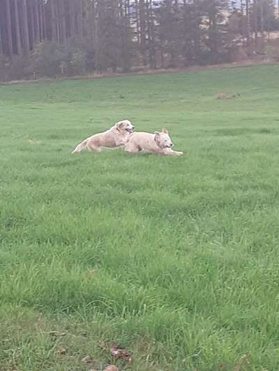 Wo sind die Golden Retriever Liebhaber?-Beitrag-Bild