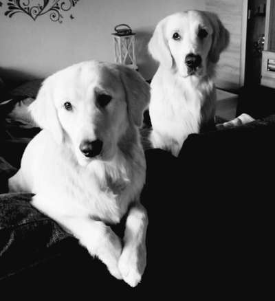 Wo sind die Golden Retriever Liebhaber?-Beitrag-Bild