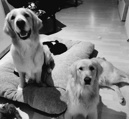 Wo sind die Golden Retriever Liebhaber?-Beitrag-Bild