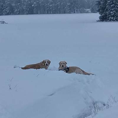 Wo sind die Golden Retriever Liebhaber?-Beitrag-Bild