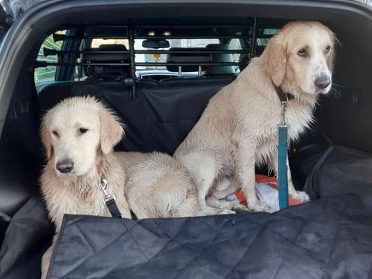 Wo sind die Golden Retriever Liebhaber?-Beitrag-Bild