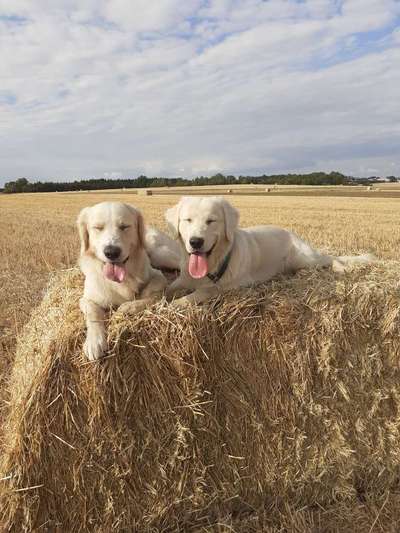 Wo sind die Golden Retriever Liebhaber?-Beitrag-Bild