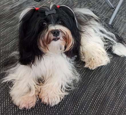 Havaneser-Beitrag-Bild