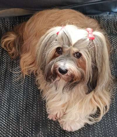 Havaneser-Beitrag-Bild