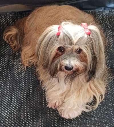 Havaneser dabei?:)-Beitrag-Bild