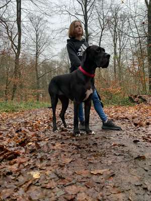 Hundeauslaufgebiet-Brachenfelder Gehölz-Bild