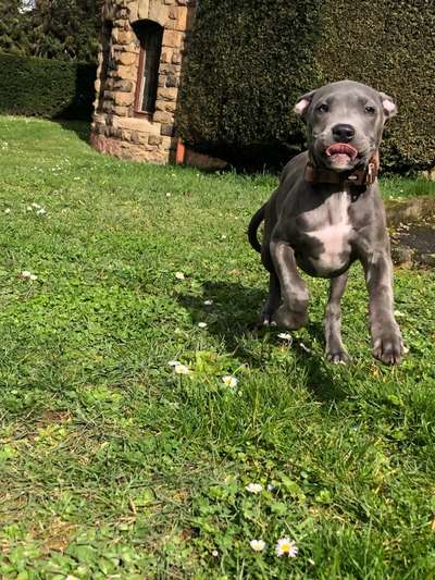 Hundetreffen-Gemeinsames Gassi-Bild