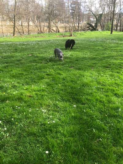 Hundeauslaufgebiet-(Wald-) Wege hinter dem Kurpark-Bild