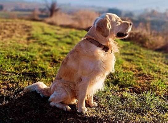Golden Retriever-Beitrag-Bild